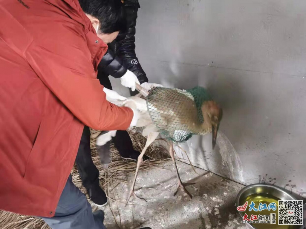 江西接力救護(hù)受傷白鶴，目前已能自由站立行走