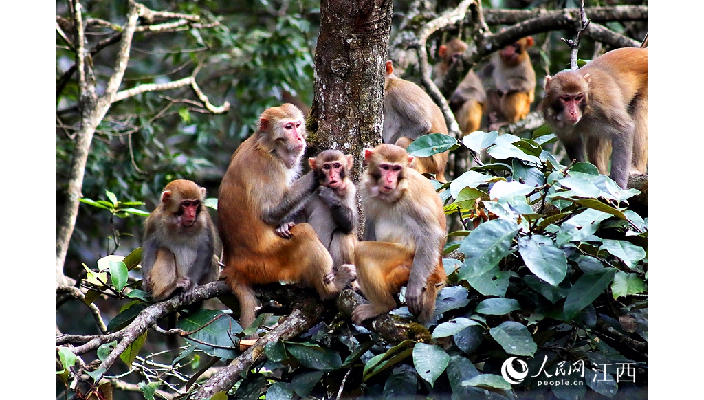 江西宜豐：生態(tài)情況好 獼猴樂逍遠(yuǎn)